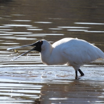 Platalea regia