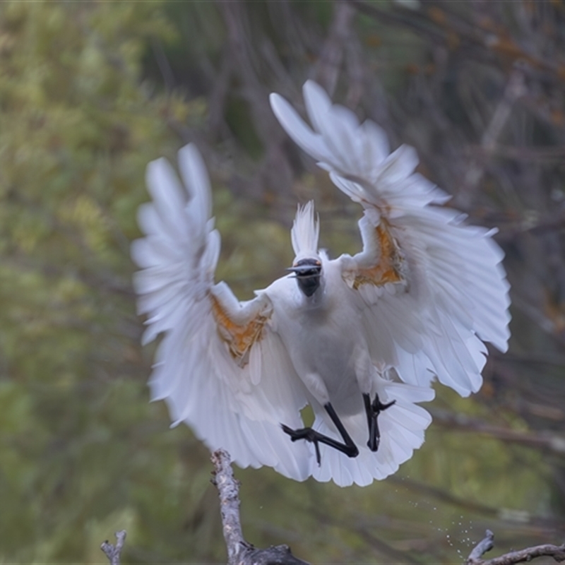 Platalea regia