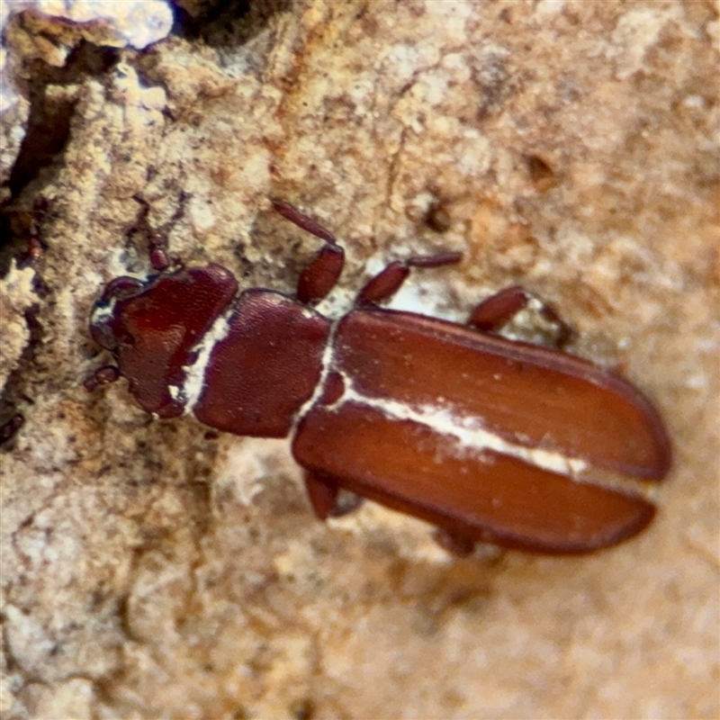 Platisus sp. (genus)