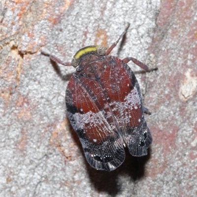 Platybrachys decemmacula