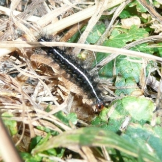 Arctiinae (subfamily)