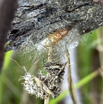 Arctiinae (subfamily)