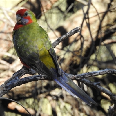 Platycercus elegans