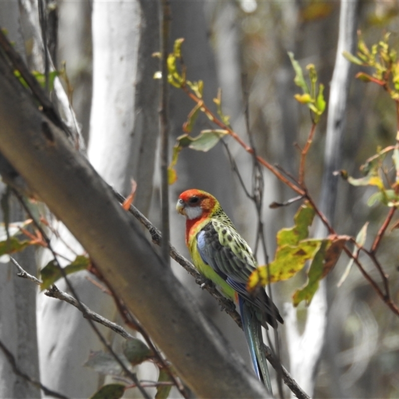 Platycercus eximius