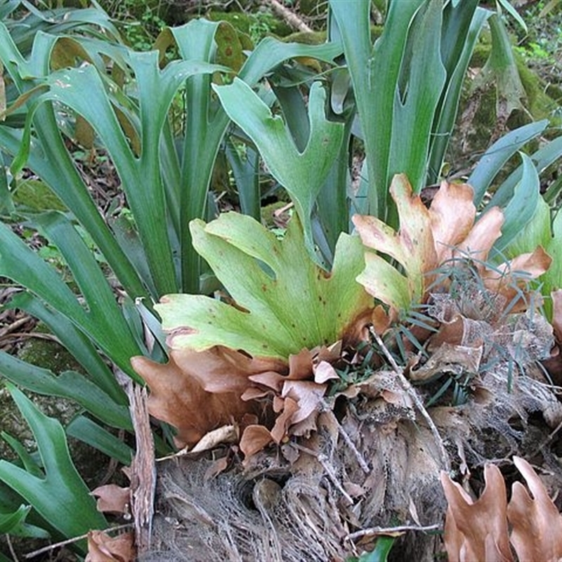 Platycerium bifurcatum