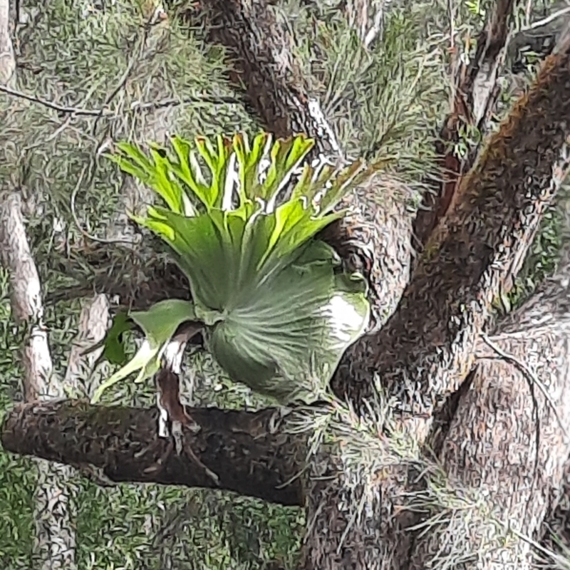 Platycerium superbum