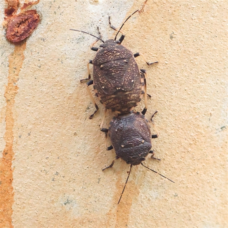 Platycoris rotundatus