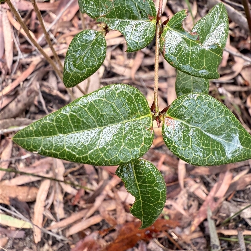 Platylobium formosum