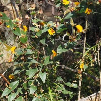 Platylobium montanum subsp. montanum