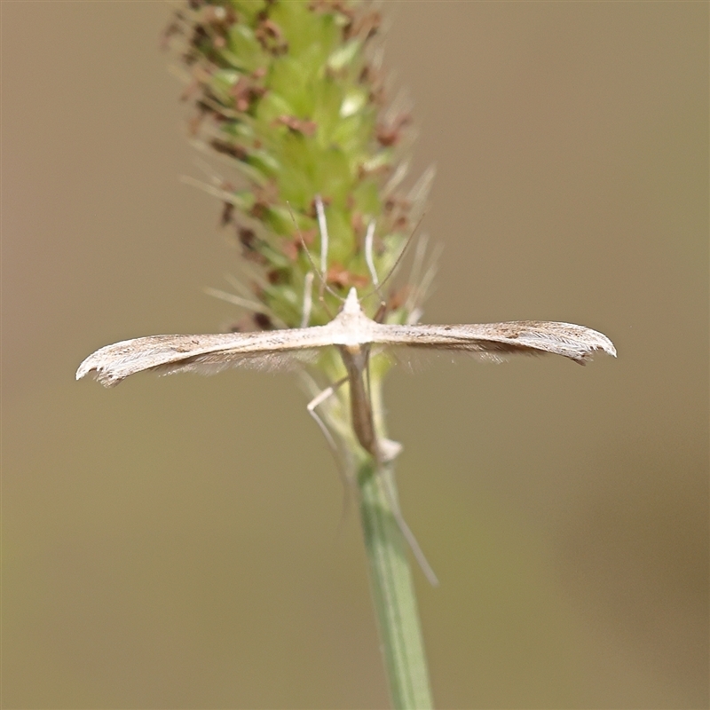 Platyptilia celidotus