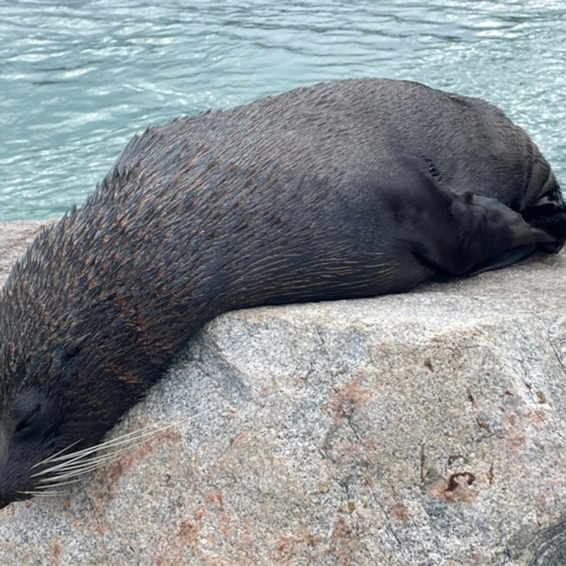 Arctocephalus pusillus doriferus