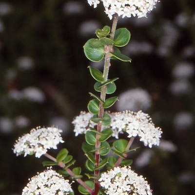 Platysace lanceolata