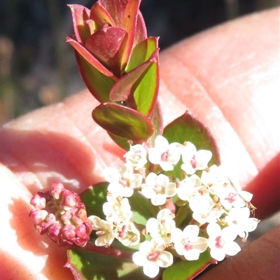 Platysace lanceolata