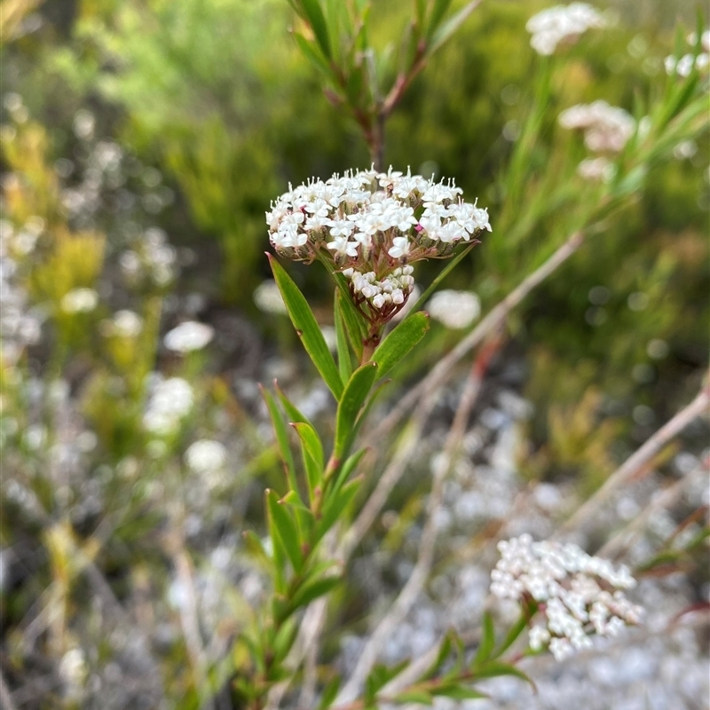 Platysace lanceolata