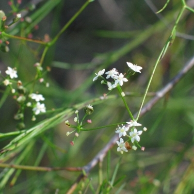 Platysace linearifolia