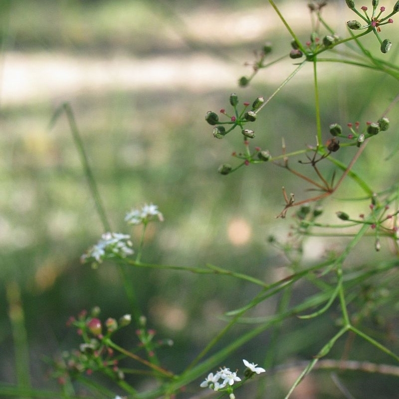 Platysace linearifolia