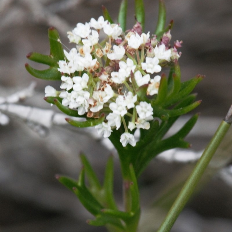 Platysace stephensonii