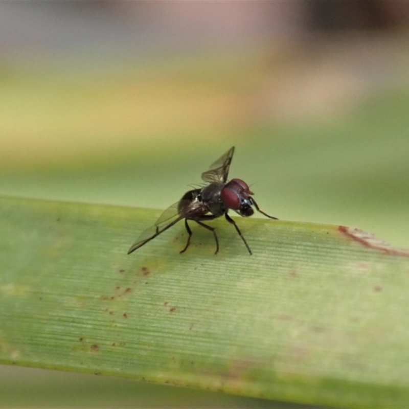 Platystomatidae (family)