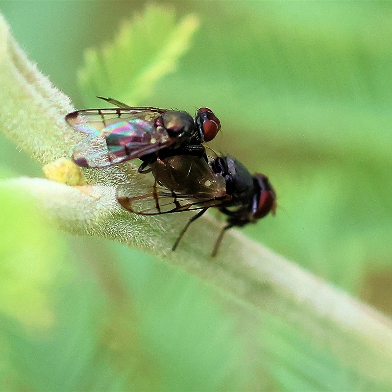 Platystomatidae (family)