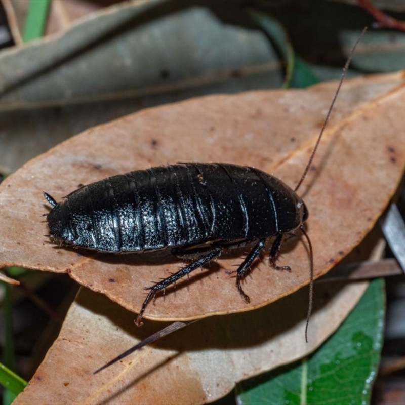 Platyzosteria biglumis