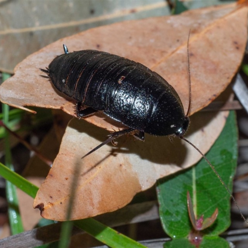 Platyzosteria biglumis