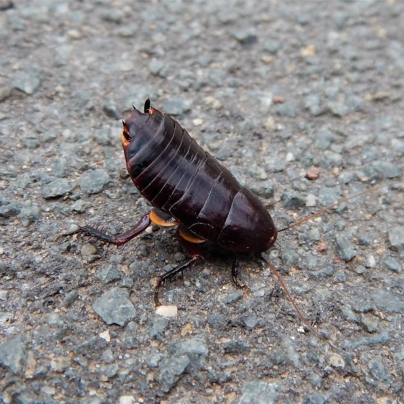 Platyzosteria similis