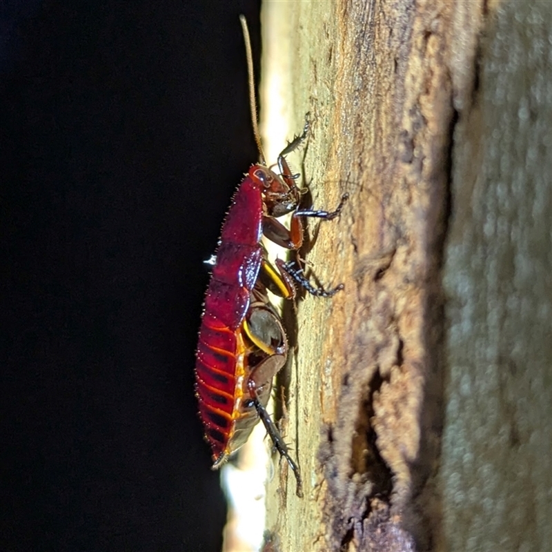 Platyzosteria similis