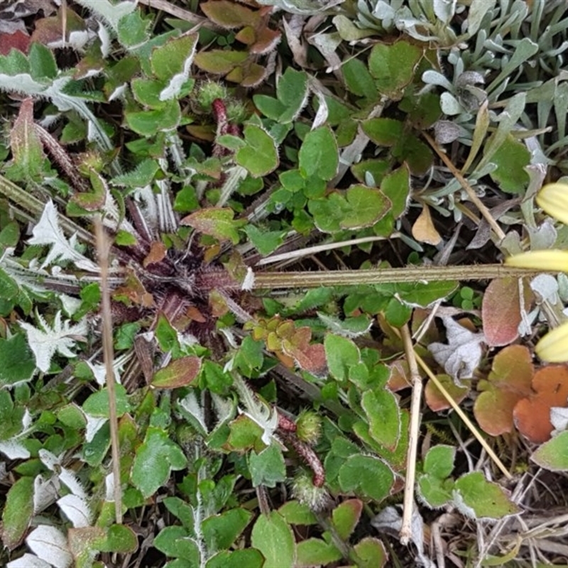 Arctotheca calendula