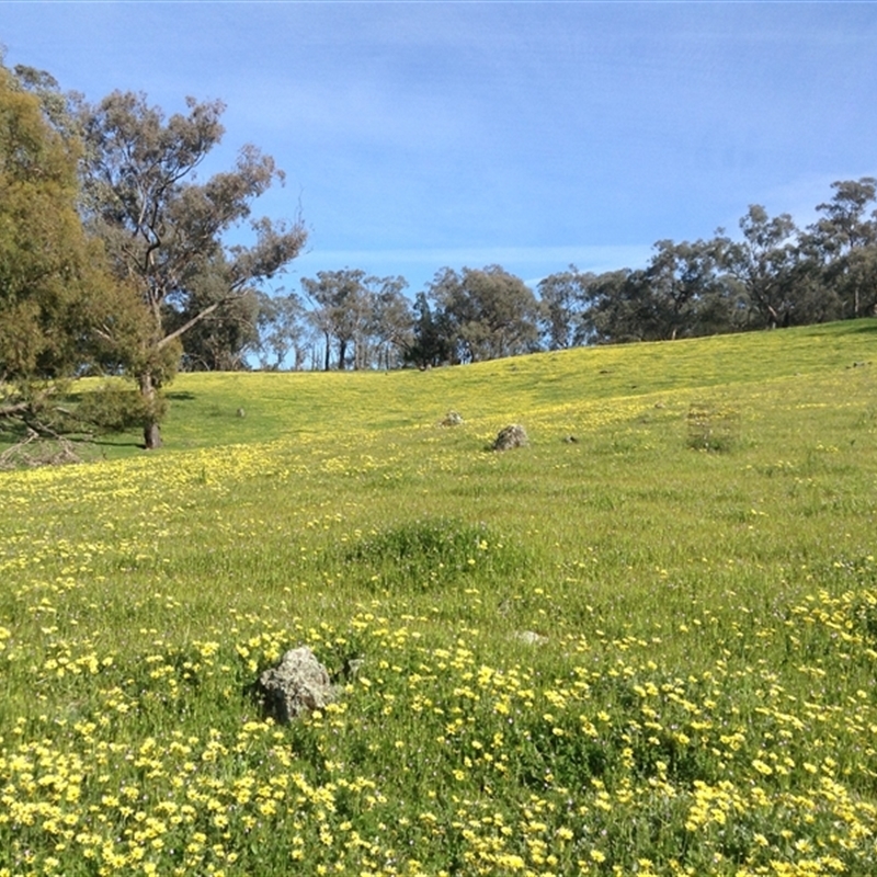 Arctotheca calendula