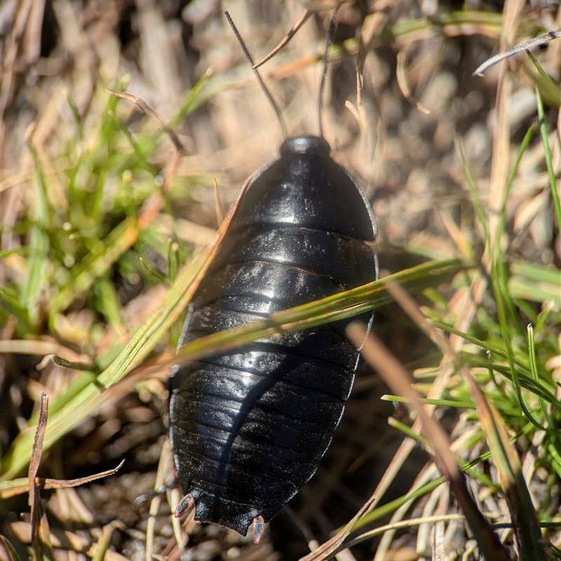 Platyzosteria sp. (genus)