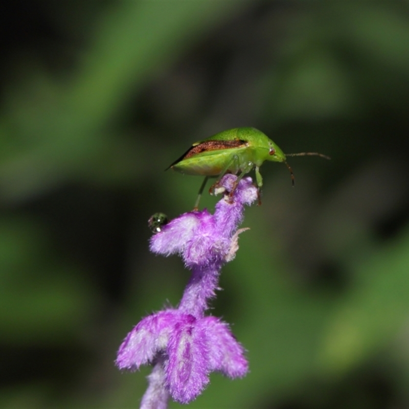 Plautia affinis