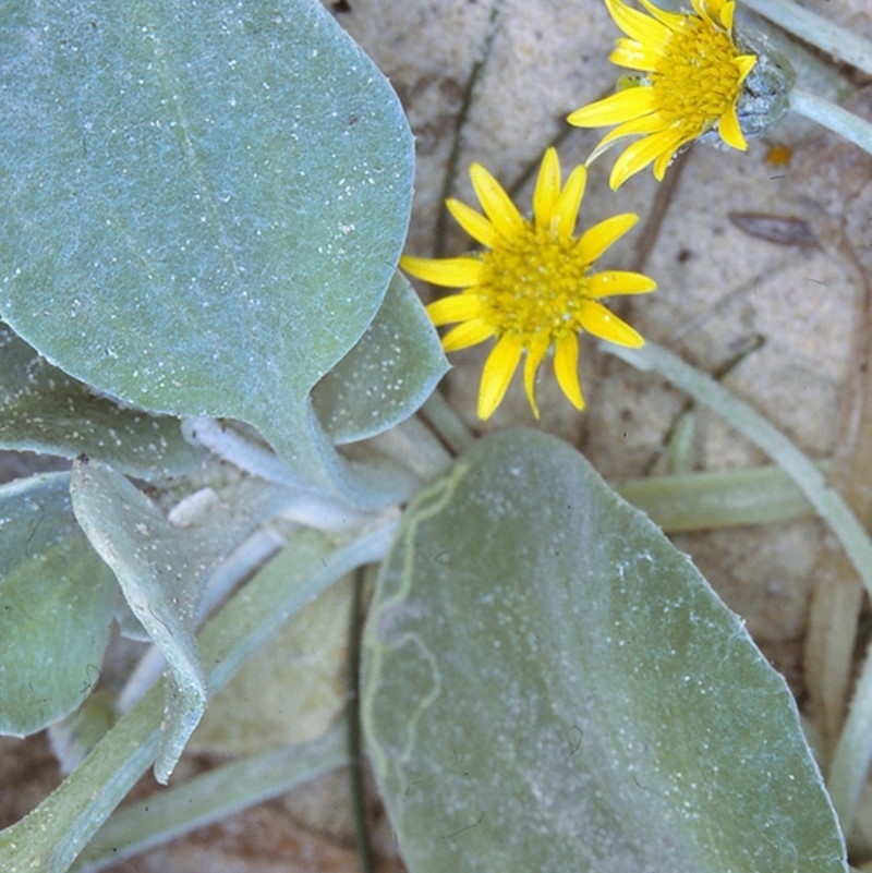 Arctotheca populifolia