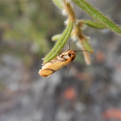 Plectobela undescribed species