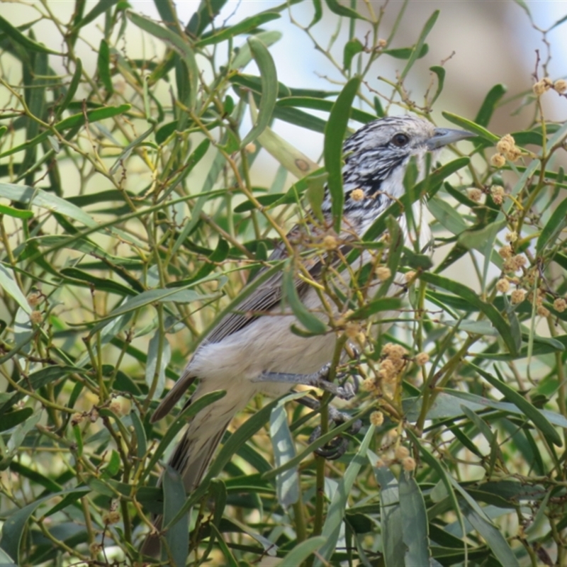 Plectorhyncha lanceolata