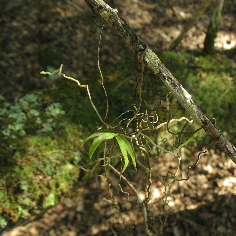 Plectorrhiza tridentata