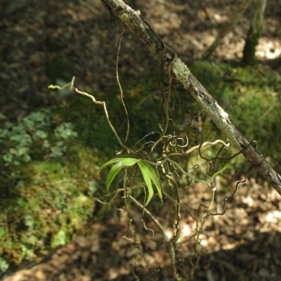 Plectorrhiza tridentata