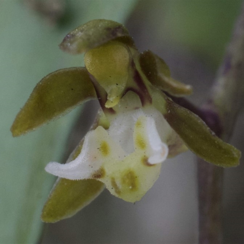 Plectorrhiza tridentata