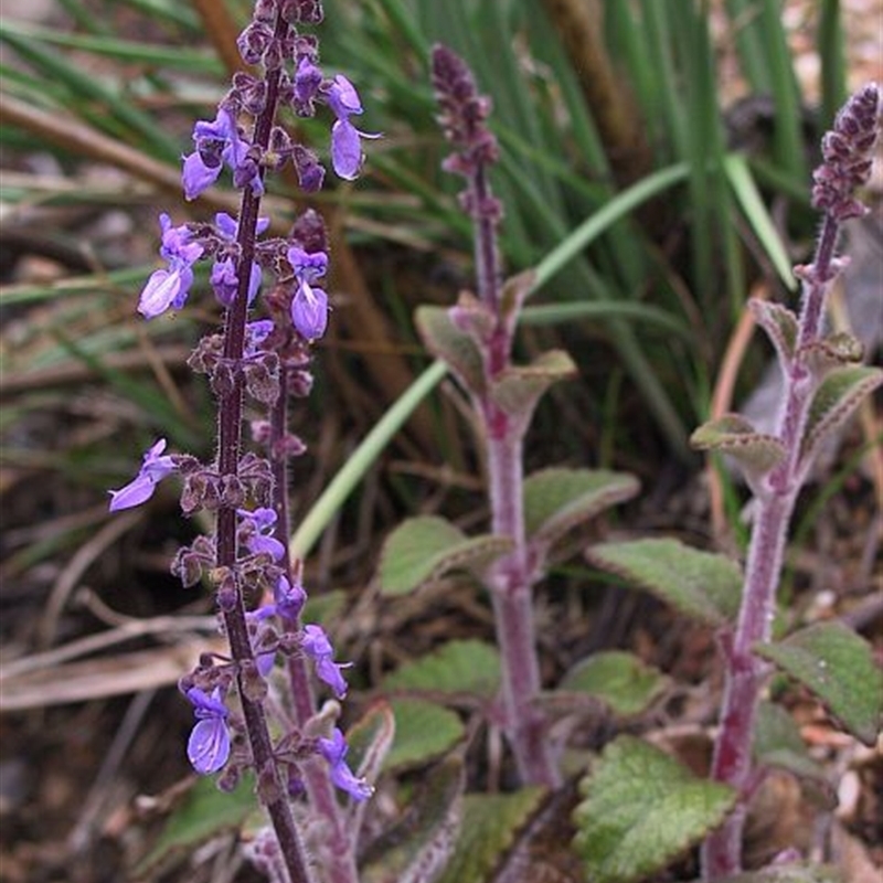 Plectranthus graveolens