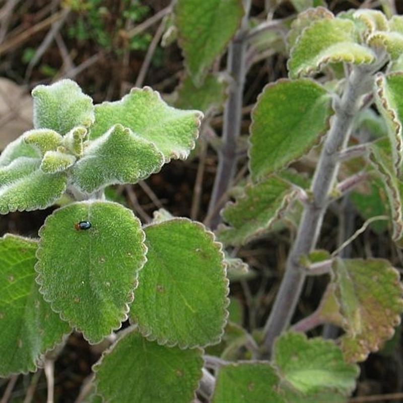 Coleus graveolens