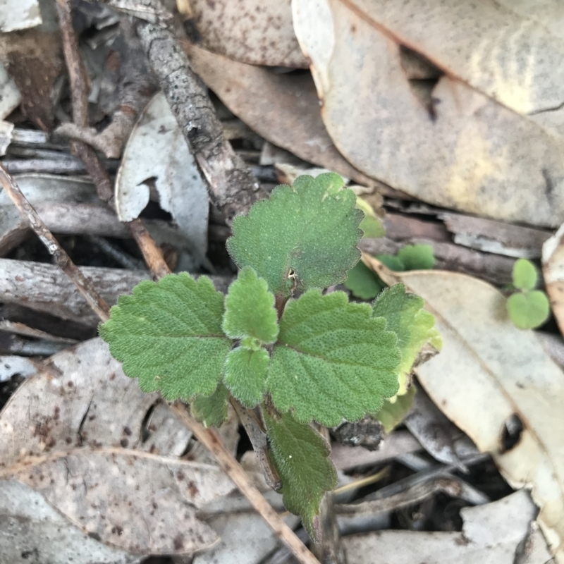 Coleus australis