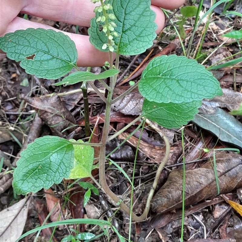 Coleus australis