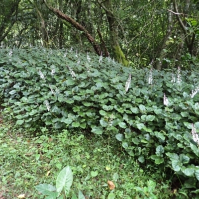 Plectranthus verticillatus