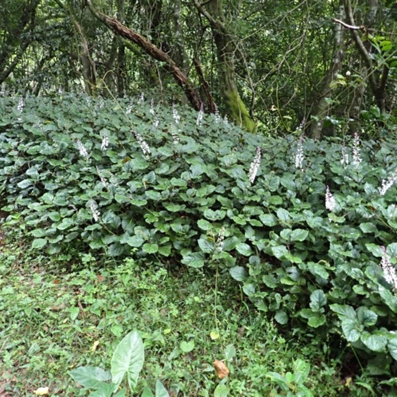 Plectranthus verticillatus