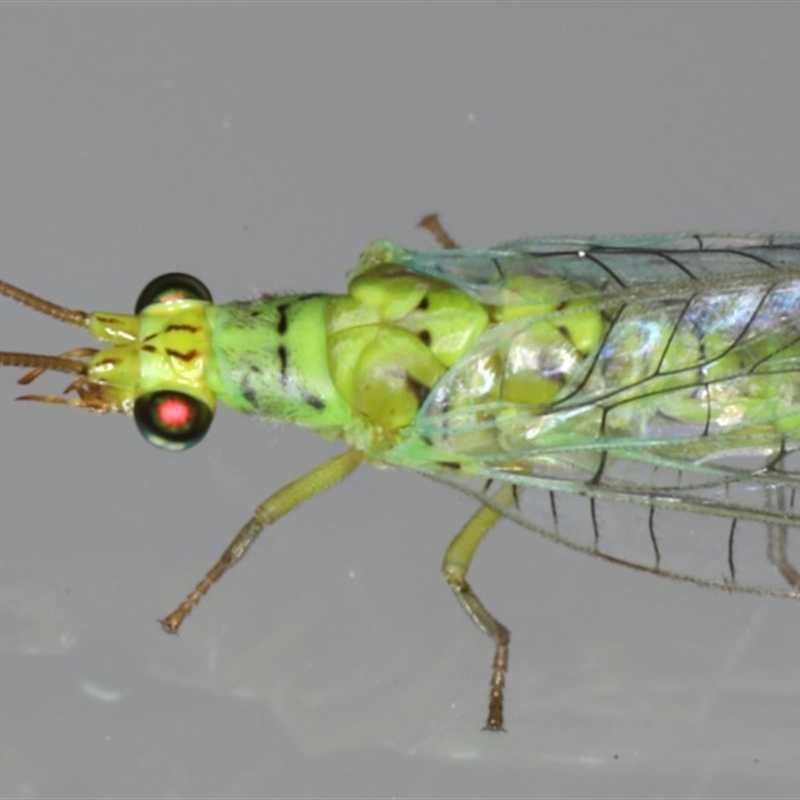 Plesiochrysa ramburi