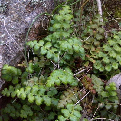 Pleurosorus rutifolius