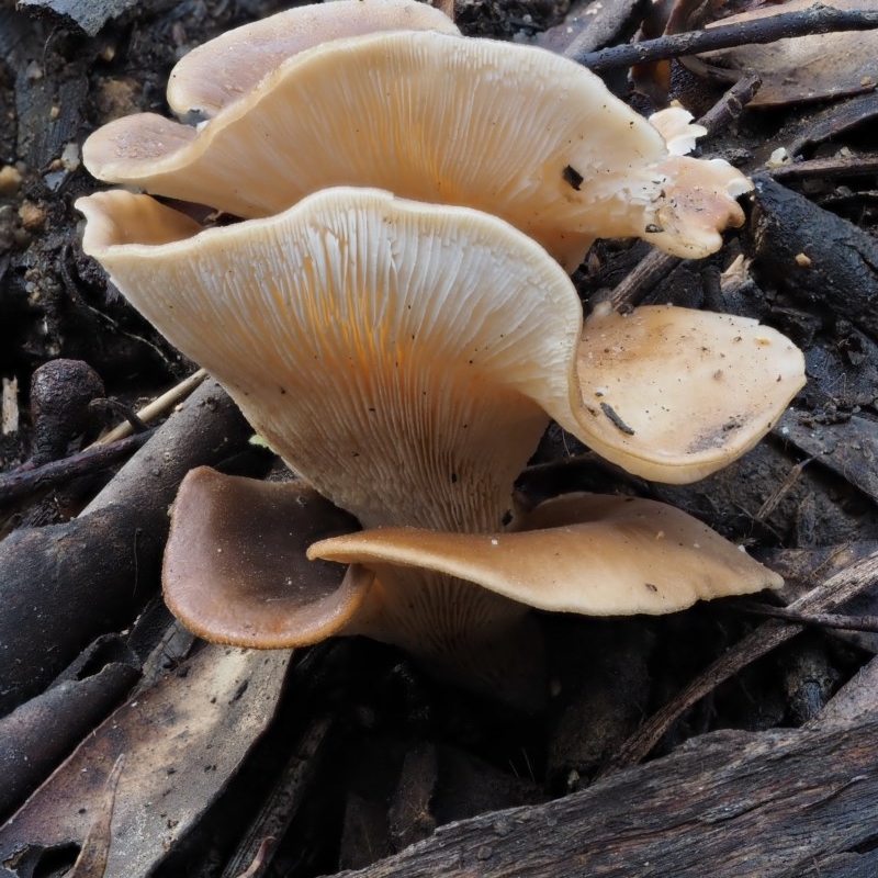 Pleurotus