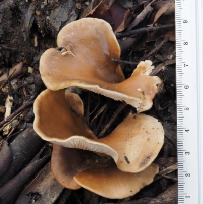 Pleurotus