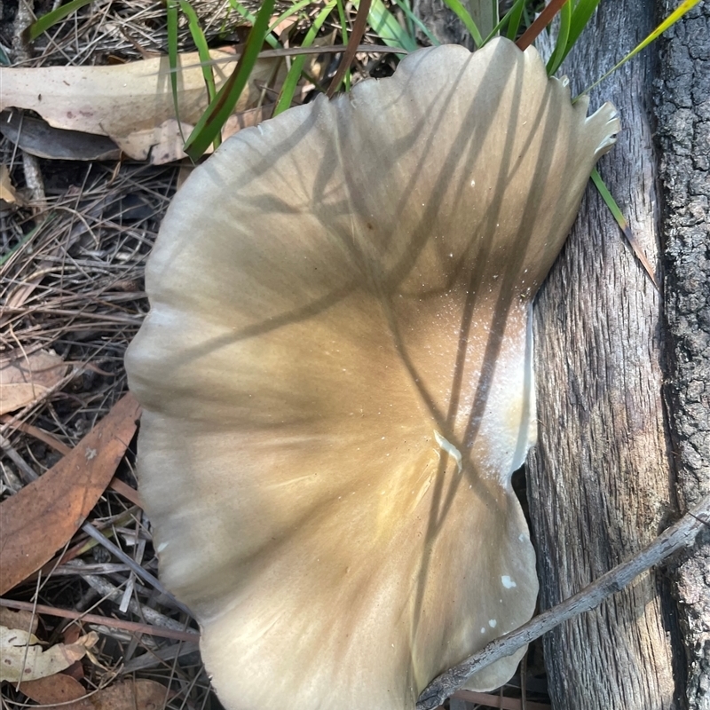 Pleurotus sp.