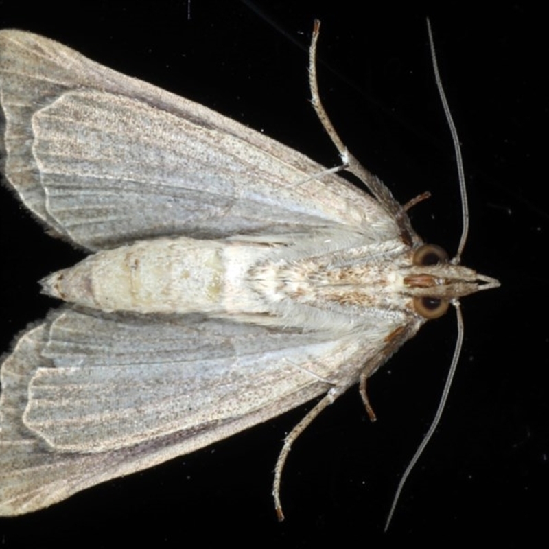 Plusiodonta arctipennis