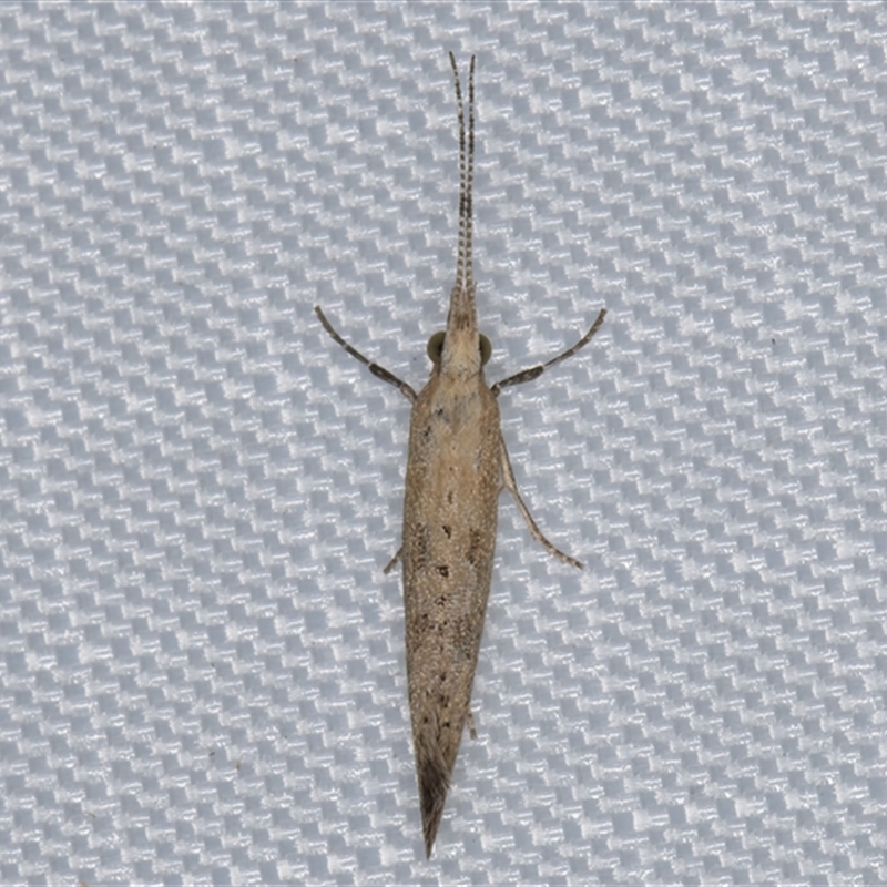 Plutella xylostella